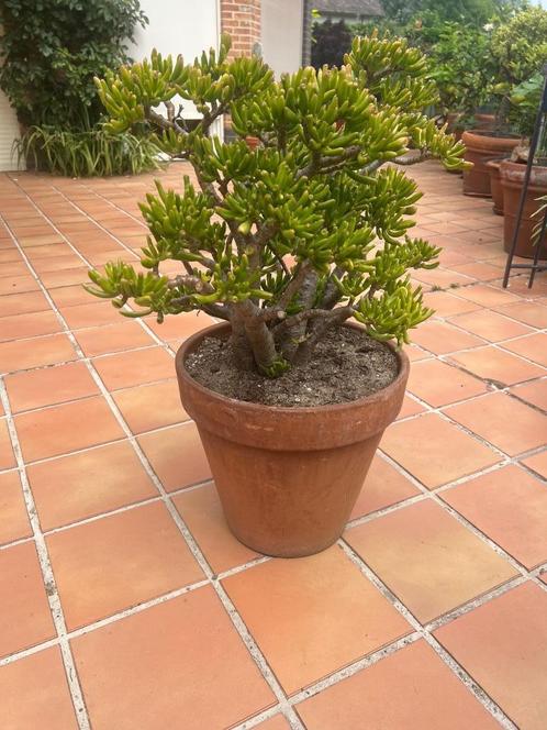 Crassula Hobbit, Huis en Inrichting, Kamerplanten, Vetplant, Minder dan 100 cm, Groene kamerplant, Volle zon, In pot, Ophalen