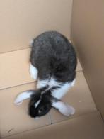 Franse.hangoor, Dieren en Toebehoren, Konijnen, Mannelijk, Groot, Hangoor, 0 tot 2 jaar