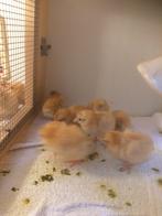 New Hampshire kriel kuikentjes, Dieren en Toebehoren, Pluimvee, Geslacht onbekend, Kip