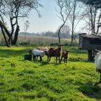 Kameroen rammen mak bruin en bont, Dieren en Toebehoren, Schapen, Geiten en Varkens, Mannelijk, Schaap, 0 tot 2 jaar