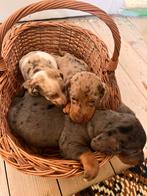 Teckel, Nederland, 8 tot 15 weken, Korthaar, Meerdere