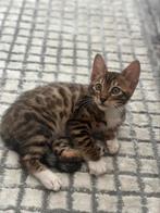 Bengaal, Poes