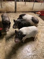 4 varkens klein soort, Vrouwelijk, 0 tot 2 jaar, Varken
