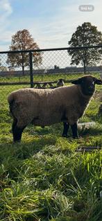 Suffolk stamboek ram, Dieren en Toebehoren, Mannelijk, Schaap