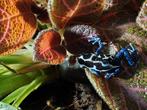 Dendrobates tinctorius oyapock, Dieren en Toebehoren, 0 tot 2 jaar