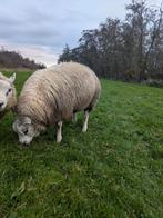 Texelaar rammen, Dieren en Toebehoren, Schapen, Geiten en Varkens, Mannelijk, Schaap, 0 tot 2 jaar