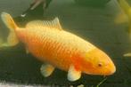Orenji Ogon koi karper 65-70cm, Dieren en Toebehoren, Vissen | Vijvervissen, Karper of Koi