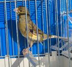 Timbrado man 2025, Dieren en Toebehoren, Mannelijk, Zangkanarie