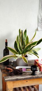 Mooie Sansevieria met pot, Ophalen, Overige soorten, Halfschaduw, In pot