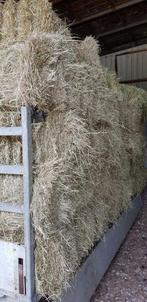 kleine pakjes hooi, Meerdere dieren, Schaap
