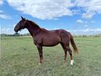 Draagmerrie, Dieren en Toebehoren, Merrie, 170 tot 175 cm, 7 tot 10 jaar