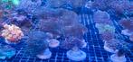 Aquarent/ koraal/ zeeaquarium/ zoutwater aquarium, Overige typen, Zoutwatervis