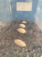 Baby gargoyle gekko’s te koop, Dieren en Toebehoren