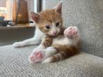 4 kittens - moeder lapjes, Dieren en Toebehoren, Katten en Kittens | Overige Katten
