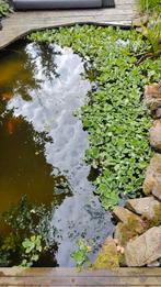 Watersla mosselplantje gratis vijverplanten, Ophalen, Zo goed als nieuw
