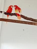rubino rosella, Dieren en Toebehoren, Vogels | Parkieten en Papegaaien, Mannelijk, Parkiet, Geringd