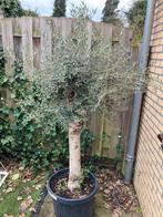 Olijfboom in pot - Prachtige mediterrane sfeer, Tuin en Terras, Planten | Bomen, Bloeit niet, 100 tot 250 cm, Olijfboom, Ophalen