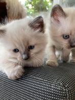 Laatste RAGDOLL BLEUPOINT KATER, Kater, Gechipt