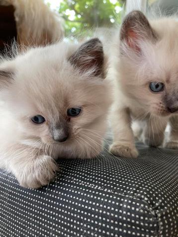 Laatste RAGDOLL BLEUPOINT KATER beschikbaar voor biedingen