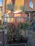 Kurkeik / Glansmispel red robin, Ophalen of Verzenden, Overige soorten, 100 tot 250 cm