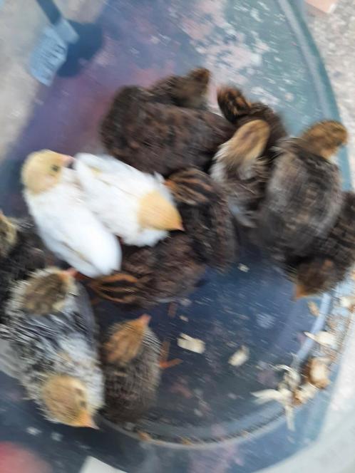 t.k. aantal jongen chinese dwergkwartels div klr 2025, Dieren en Toebehoren, Vogels | Kanaries, Geslacht onbekend