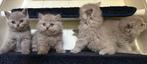 Wollige super lief Britse korthaar kitten katers en vrouwtje, Dieren en Toebehoren, Katten en Kittens | Raskatten | Korthaar, Meerdere dieren
