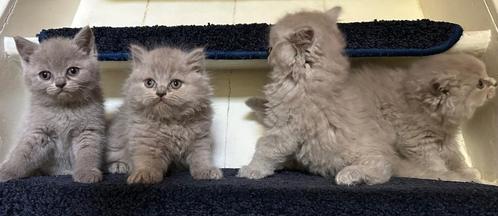 Wollige super lief Britse korthaar kitten katers en vrouwtje, Dieren en Toebehoren, Katten en Kittens | Raskatten | Korthaar, Meerdere dieren