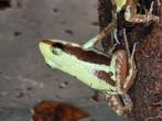 Jonge hoogland tricolor, Amfibie, 0 tot 2 jaar