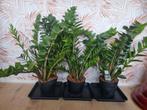3x Zamioculcas Emerald Palm, Huis en Inrichting, Kamerplanten, Ophalen, Halfschaduw, Minder dan 100 cm