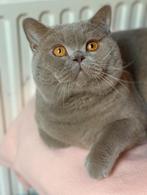 Brits korthaar fawn ( drager Ticked), Kater, Gechipt, 0 tot 2 jaar