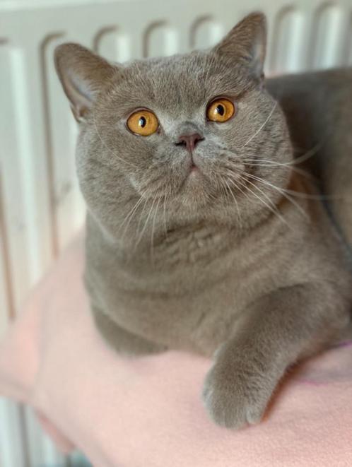 Brits korthaar fawn ( drager Ticked), Dieren en Toebehoren, Katten en Kittens | Raskatten | Korthaar, Kater, 0 tot 2 jaar, Met stamboom