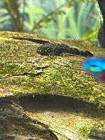 Ancistrus algeneter baby's., Dieren en Toebehoren, Vissen | Aquariumvissen, Zoetwatervis, Vis