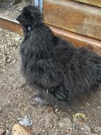 Kriel haantje, Dieren en Toebehoren, Pluimvee, Mannelijk, Kip