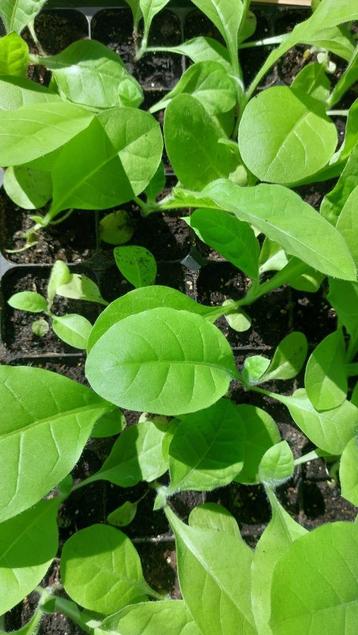 tabaksplant - tabaccum nicotiana beschikbaar voor biedingen