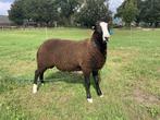 Zwartbles dekram, Dieren en Toebehoren, Schapen, Geiten en Varkens, Mannelijk, Schaap, 0 tot 2 jaar