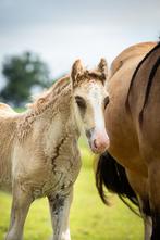 Tinker hengstveulen met unieke kleur (Zilverappel/Valk), Dieren en Toebehoren, Pony's, Hengst, Recreatiepony, Gechipt, 0 tot 2 jaar