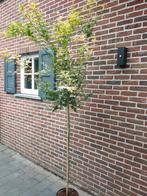 Japanse Esdoorn – Oridono Nishiki – 250cm, Ophalen, Halfschaduw, Overige soorten, 250 tot 400 cm