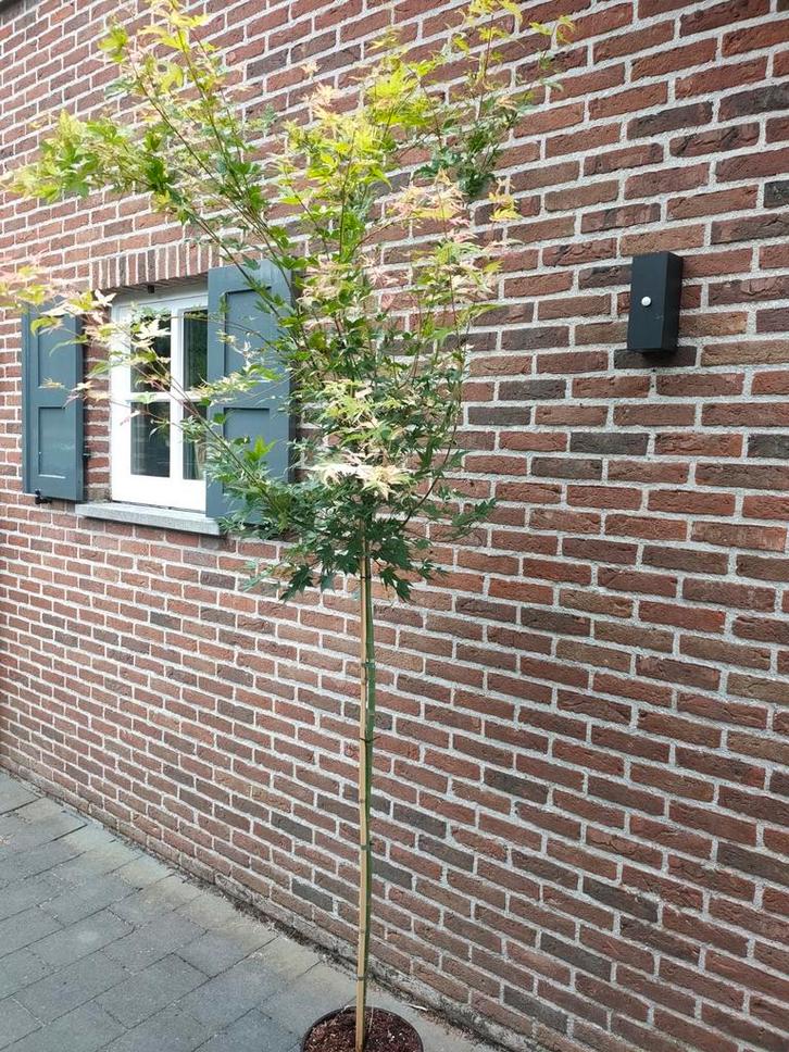Japanse Esdoorn – Oridono Nishiki – 250cm, Tuin en Terras, Planten | Bomen, Overige soorten, 250 tot 400 cm, Halfschaduw, Ophalen