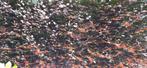 bomen, Tuin en Terras, Planten | Bomen, Bloeit niet, Dakboom, 250 tot 400 cm, Ophalen