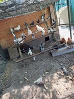Postduiven en sierduiven, Meerdere dieren