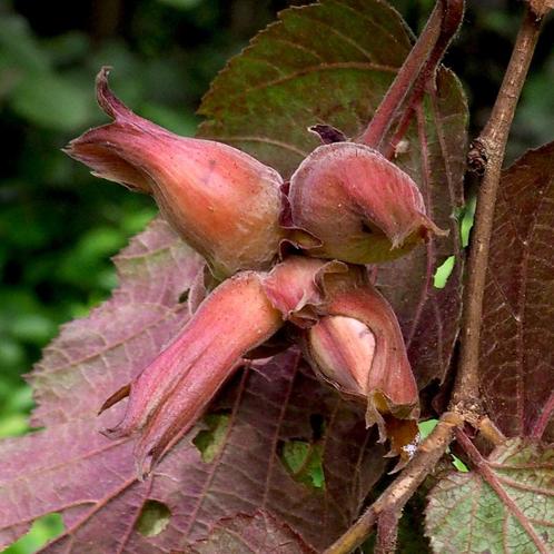 Laatste 3 Hazelaars – Nu in de aanbieding, Tuin en Terras, Planten | Fruitbomen, Overige soorten, Minder dan 100 cm, Lente, In pot