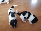Friese Stabij puppy's - pups, Dieren en Toebehoren, Honden | Dekreuen, Particulier, Meerdere, 8 tot 15 weken, Meerdere dieren