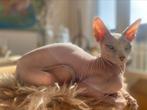 Sphynx kat zoekt nieuw thuis, Dieren en Toebehoren, Katten en Kittens | Raskatten | Korthaar, Kater