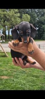 Teckel puppy's, 8 tot 15 weken, Korthaar, Dwerg, Meerdere
