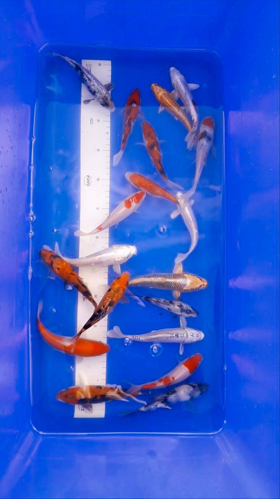 Tosai Japanse Koi Mix 35 stuks | 1, Dieren en Toebehoren, Vissen | Vijvervissen, Karper of Koi