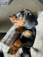 Dwerg Teckel pups Korthaar dachshond, Rabiës (hondsdolheid), 8 tot 15 weken, Korthaar, Dwerg