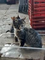 Super lieve kitten te koop, Dieren en Toebehoren, Katten en Kittens | Overige Katten, Poes