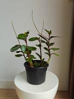 Kamerplant Peperomia Clusiifolia, Groene kamerplant, Ophalen, Volle zon, Minder dan 100 cm