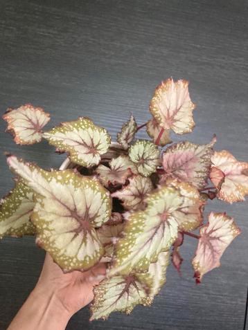 Bladbegonia kamerplant in sierpot beschikbaar voor biedingen