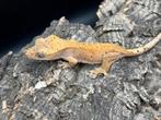 Correlophus ciliatus - Wimpergekko, Dieren en Toebehoren, Hagedis
